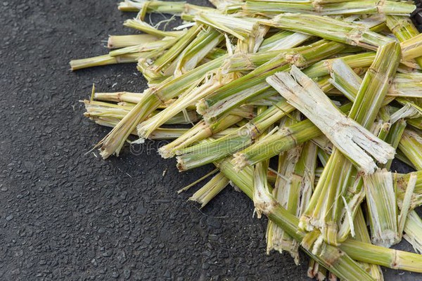 Sugarcane Bagasse for Biofuel Stock Image - Image of extract nature 87423993 Sugarcane Bagasse for Biofuel Stock Image - Image of extract nature 87423993